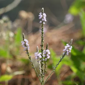 Common verbena