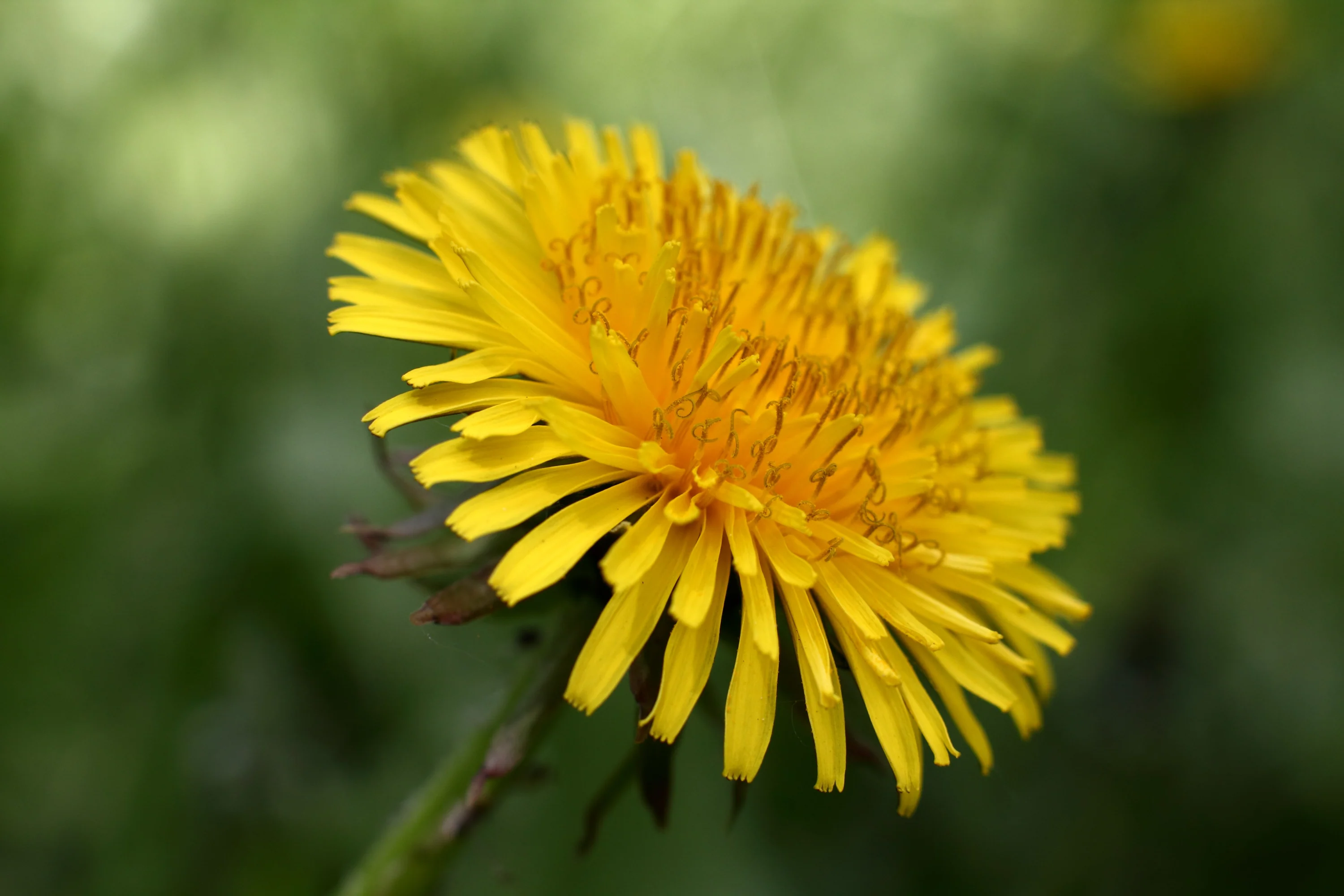 Dandelion