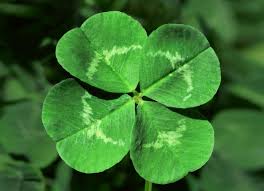 Fourleafclover